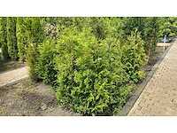 Coniferen thuja artrovirens 120 - 140 cm haag (13x) - afbeelding 1 van  1