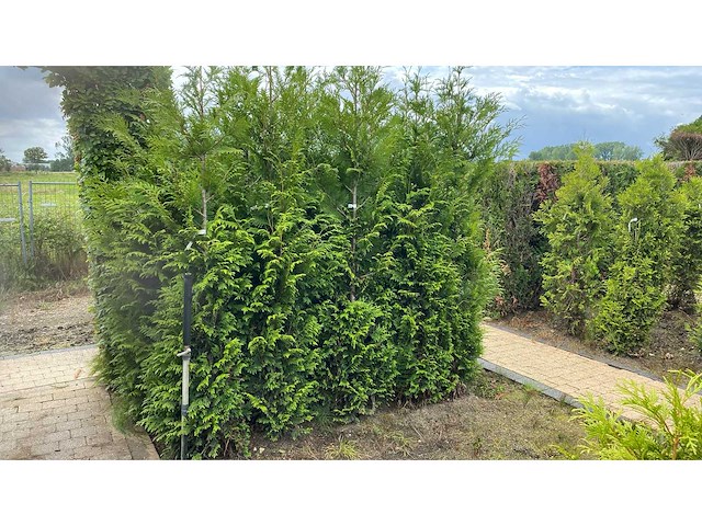 Coniferen thuja artrovirens 200 cm haag (11x) - afbeelding 1 van  1