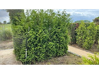 Coniferen thuja artrovirens 200 cm haag (11x) - afbeelding 1 van  1