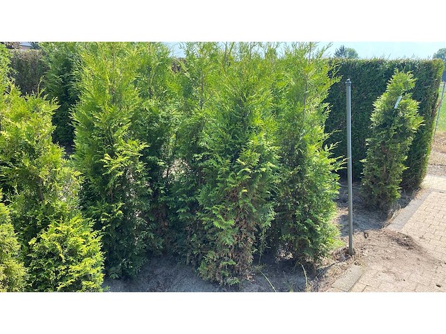 Coniferen thuja brabant 140-160 cm haag (6x) - afbeelding 1 van  1