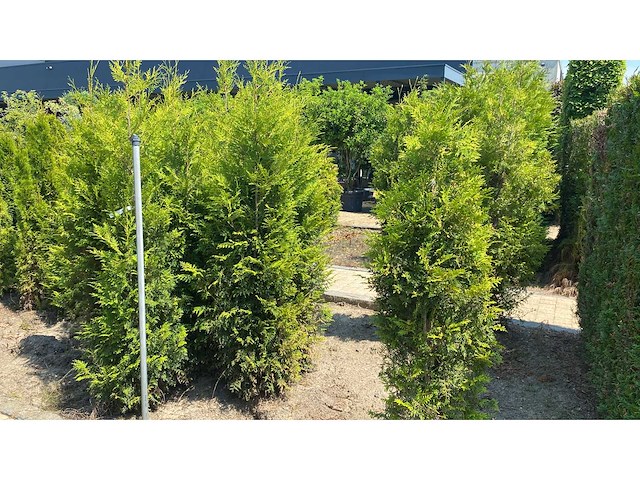 Coniferen thuja brabant 180-200 cm haag (10x) - afbeelding 1 van  1