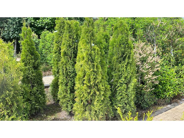 Coniferen thuja smaragd 180 - 200 cm haag (10x) - afbeelding 1 van  1