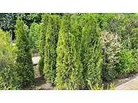 Coniferen thuja smaragd 180 - 200 cm haag (10x) - afbeelding 1 van  1