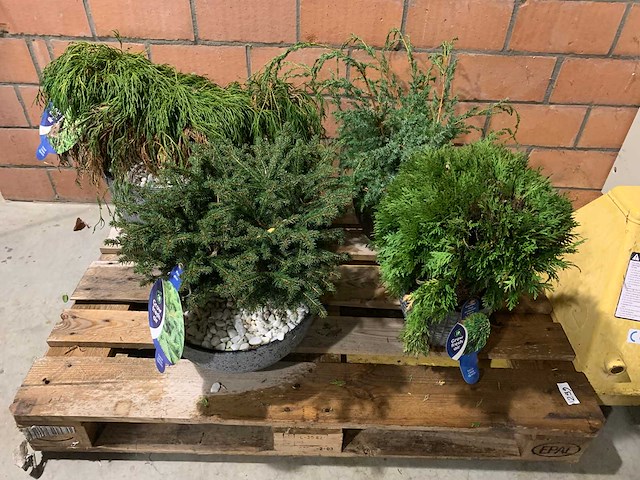 Coniferen - afbeelding 1 van  5