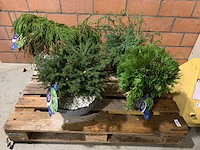 Coniferen - afbeelding 1 van  5