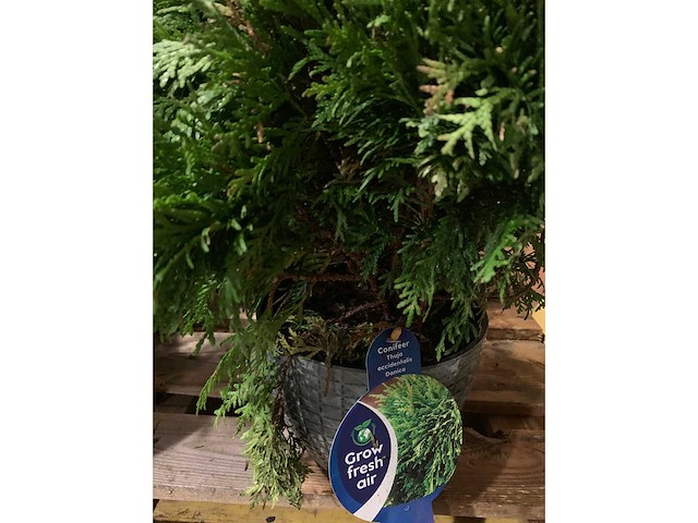 Coniferen - afbeelding 2 van  5