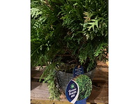 Coniferen - afbeelding 2 van  5