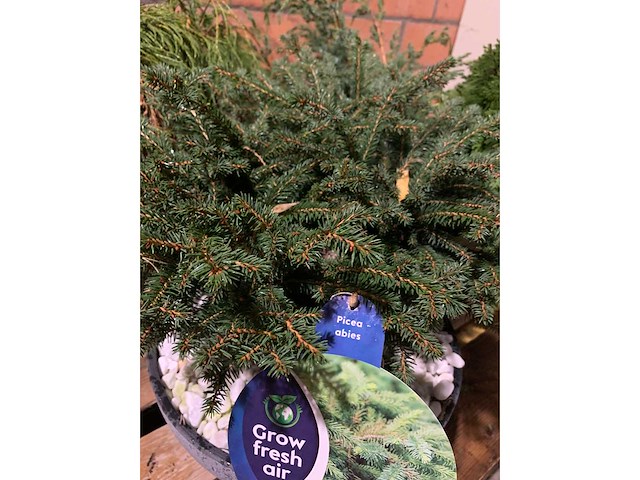 Coniferen - afbeelding 3 van  5