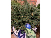 Coniferen - afbeelding 3 van  5