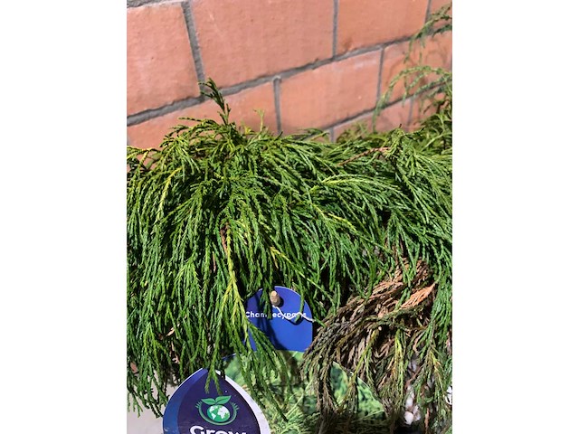 Coniferen - afbeelding 4 van  5