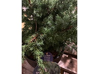 Coniferen - afbeelding 5 van  5