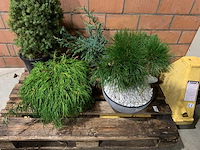 Coniferen - afbeelding 1 van  6