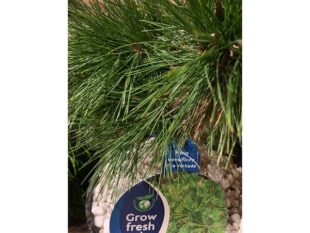 Coniferen - afbeelding 2 van  6