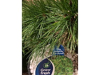 Coniferen - afbeelding 2 van  6