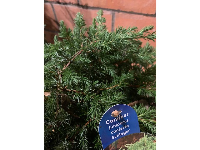 Coniferen - afbeelding 3 van  6