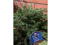 Coniferen - afbeelding 3 van  6