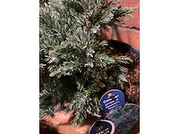 Coniferen - afbeelding 4 van  6