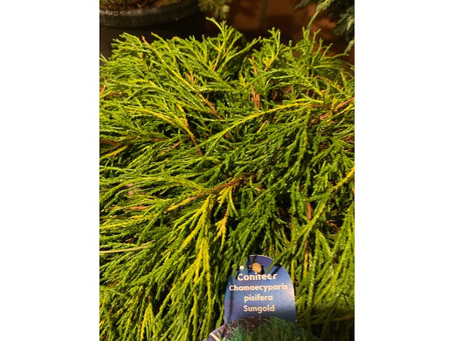 Coniferen - afbeelding 5 van  6