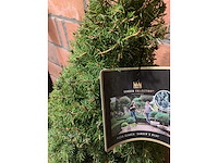 Coniferen - afbeelding 6 van  6