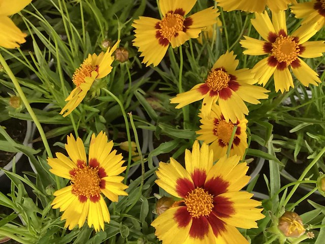 Coreopsis (30x) - afbeelding 1 van  2