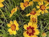 Coreopsis (30x) - afbeelding 1 van  2