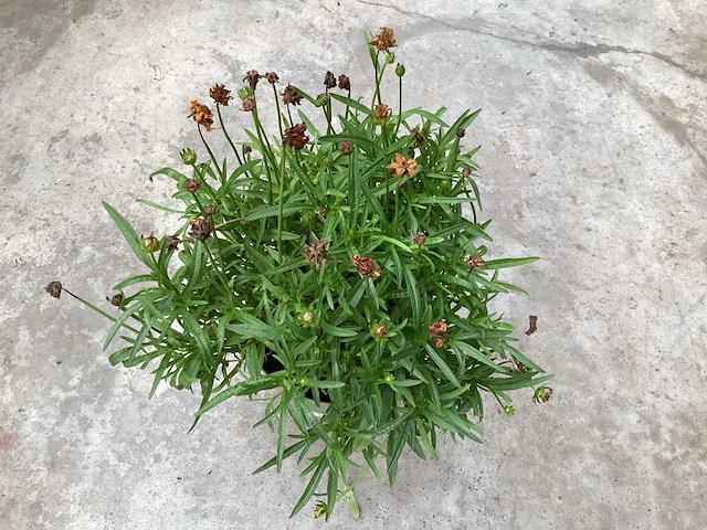 Coreopsis (30x) - afbeelding 2 van  2