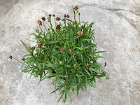 Coreopsis (30x) - afbeelding 2 van  2