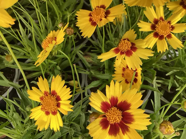 Coreopsis (30x) - afbeelding 1 van  2