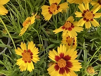 Coreopsis (30x)