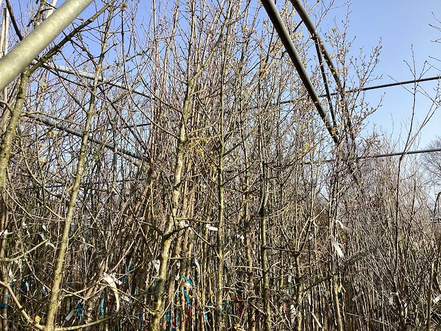 Cornus mas (4x) - afbeelding 1 van  2