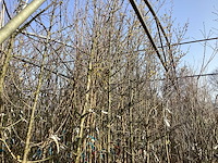 Cornus mas (4x) - afbeelding 1 van  2