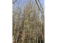 Cornus mas (4x) - afbeelding 2 van  2