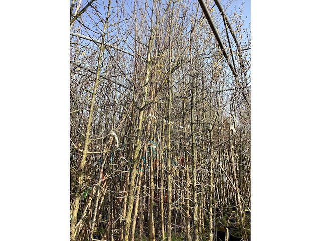 Cornus mas (4x) - afbeelding 1 van  1