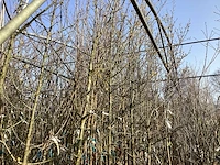 Cornus mas (4x)