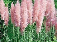 Cortaderia selloana( pampasgras roze) 3 stuks