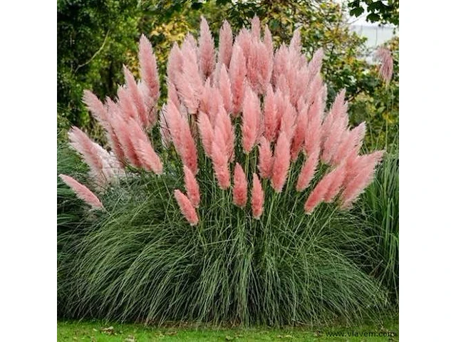 Cortaderia selloana( pampasgras roze) 3 stuks - afbeelding 2 van  2