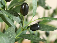 Crosofmi kunstmatige olijfboom - afbeelding 3 van  4