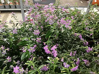 Cuphea plant (100x) - afbeelding 1 van  2