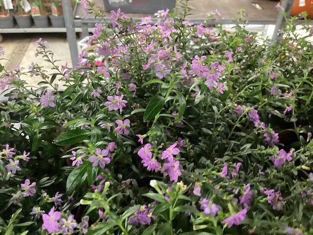 Cuphea plant (100x) - afbeelding 1 van  2