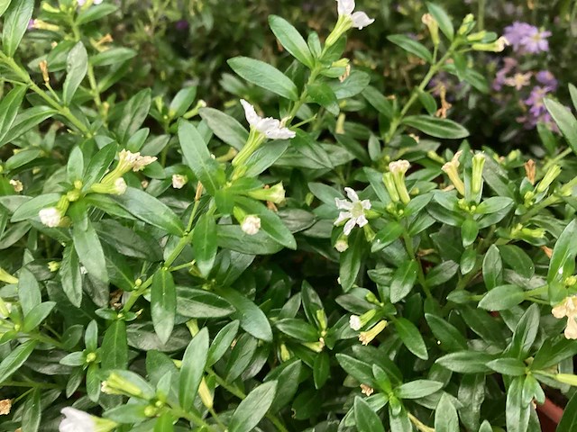 Cuphea plant (100x) - afbeelding 2 van  2