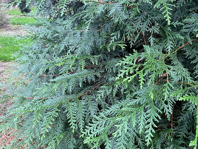 Cuprossocyparis leylandii (5x) - afbeelding 2 van  10