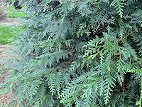 Cuprossocyparis leylandii (5x) - afbeelding 2 van  10