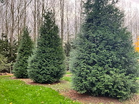 Cuprossocyparis leylandii (5x)