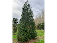 Cuprossocyparis leylandii (5x) - afbeelding 3 van  10
