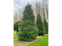 Cuprossocyparis leylandii (5x) - afbeelding 4 van  10