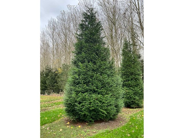 Cuprossocyparis leylandii (5x) - afbeelding 5 van  10