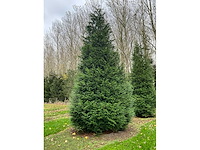 Cuprossocyparis leylandii (5x) - afbeelding 5 van  10