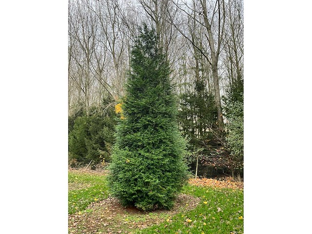 Cuprossocyparis leylandii (5x) - afbeelding 6 van  10