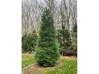 Cuprossocyparis leylandii (5x) - afbeelding 6 van  10