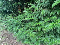 Cuprossocyparis leylandii (5x) - afbeelding 7 van  10